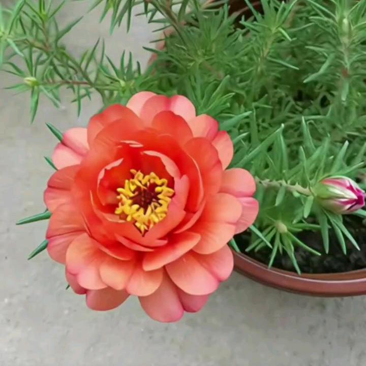 未来不是梦