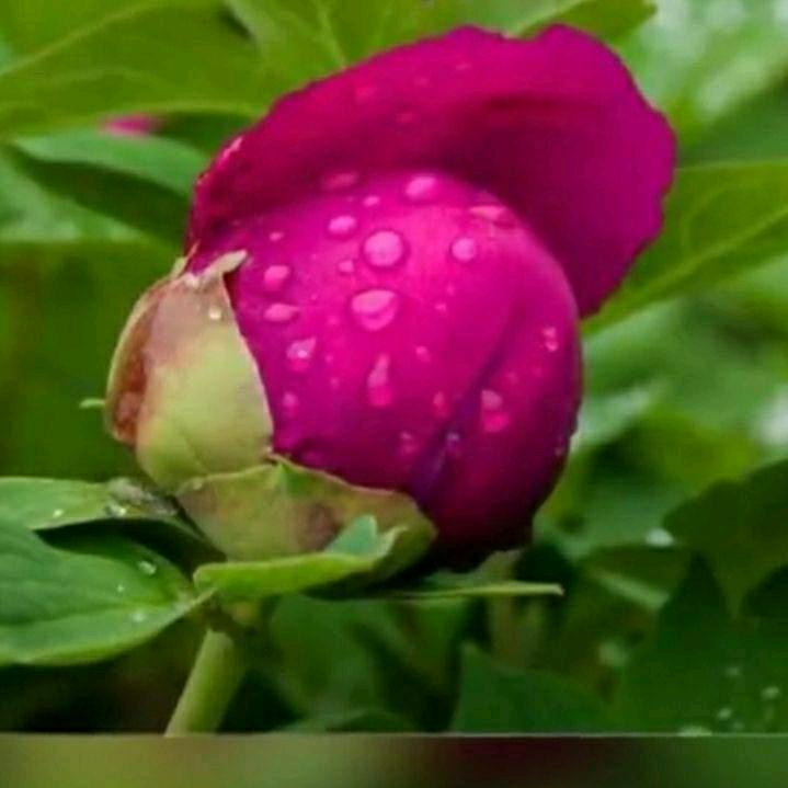 一帆风顺🌺🌺
