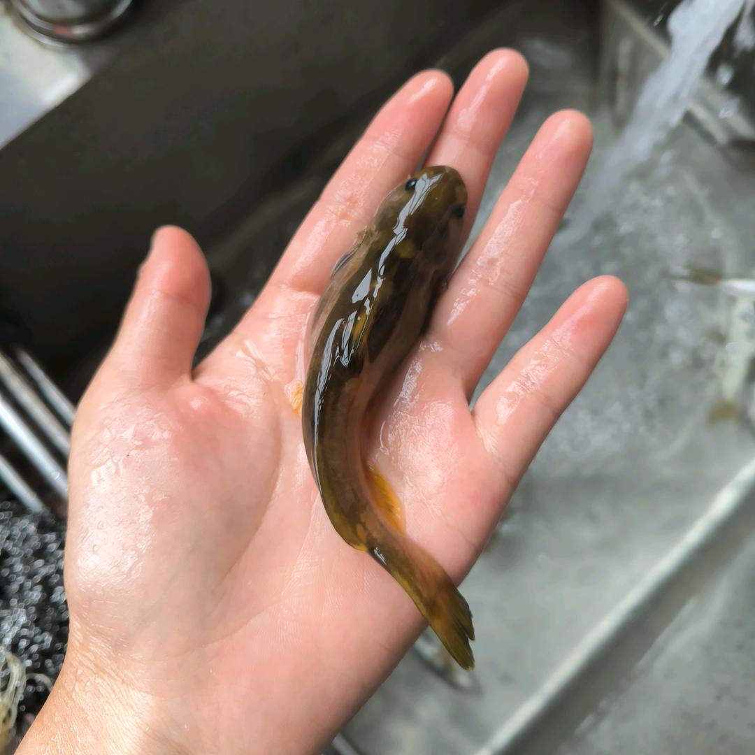 淡水鱼.