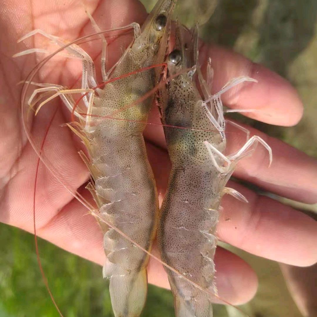养对虾的二哥
