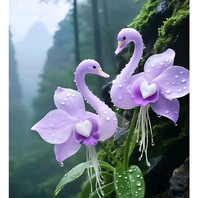 丿天山童姥丨