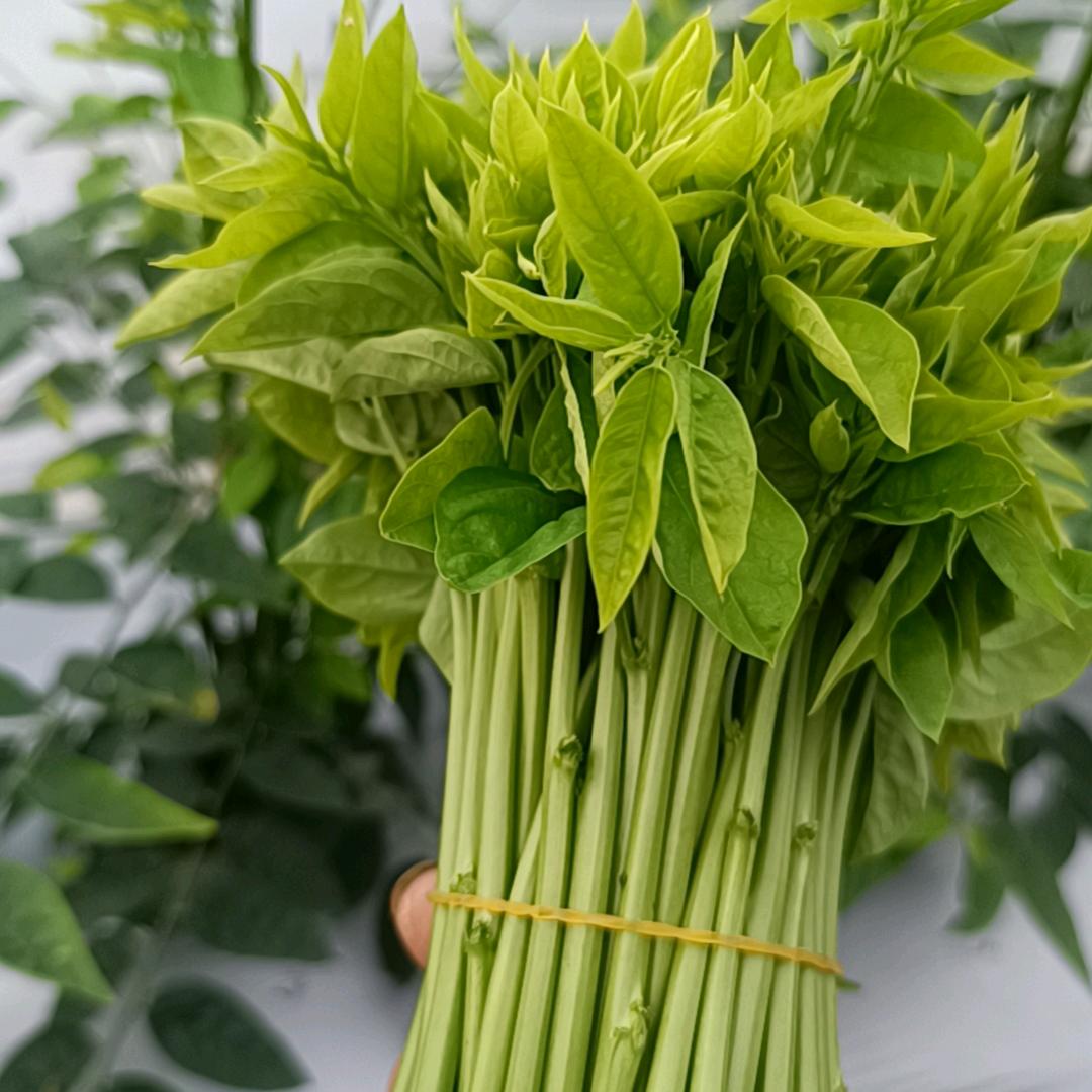 潮汕树仔菜基地