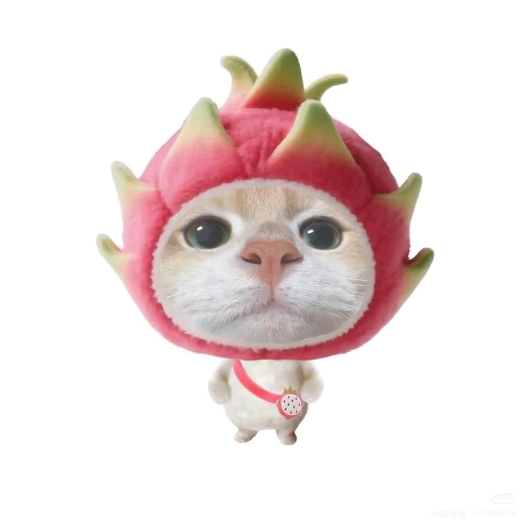 火龙果小猫
