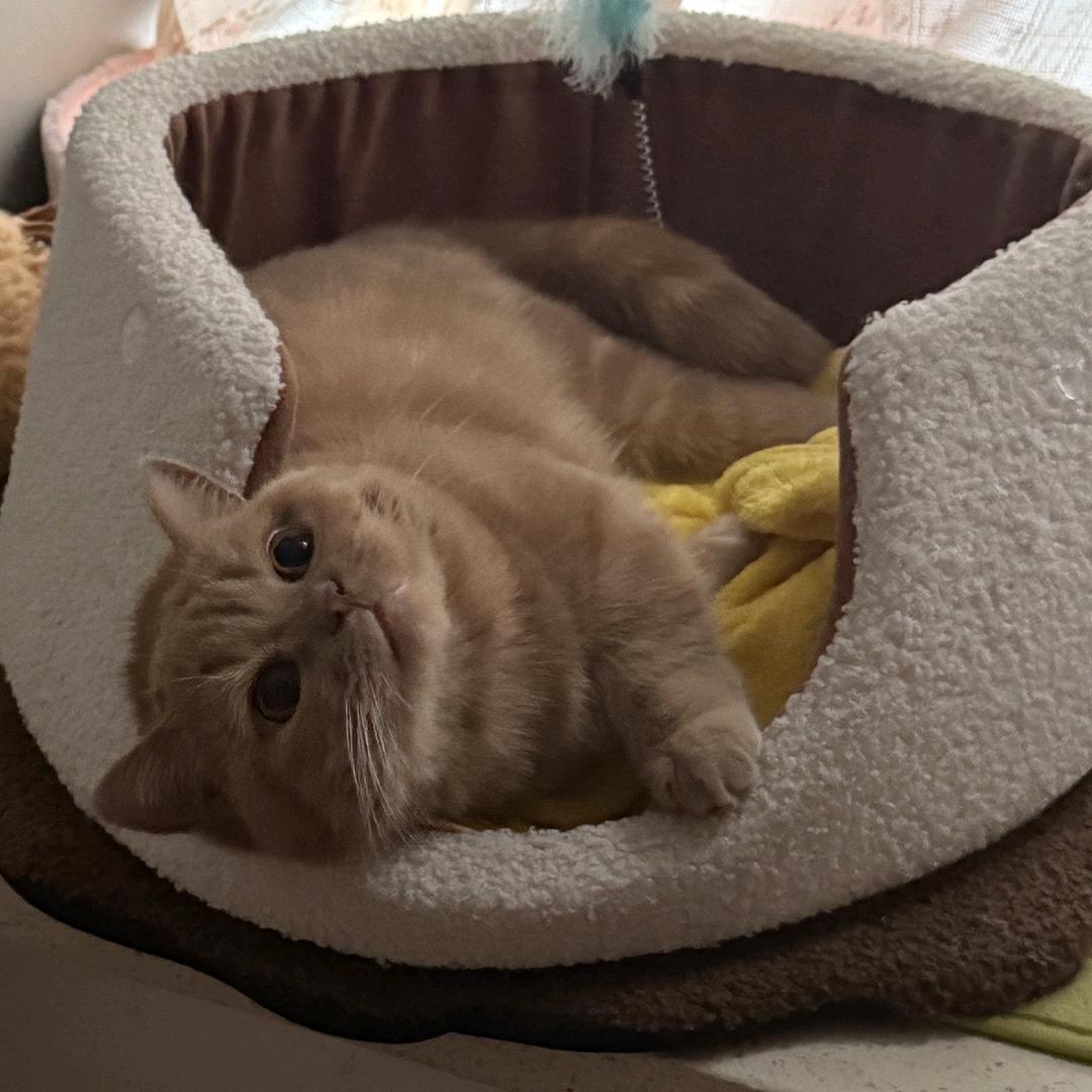 网感小猫