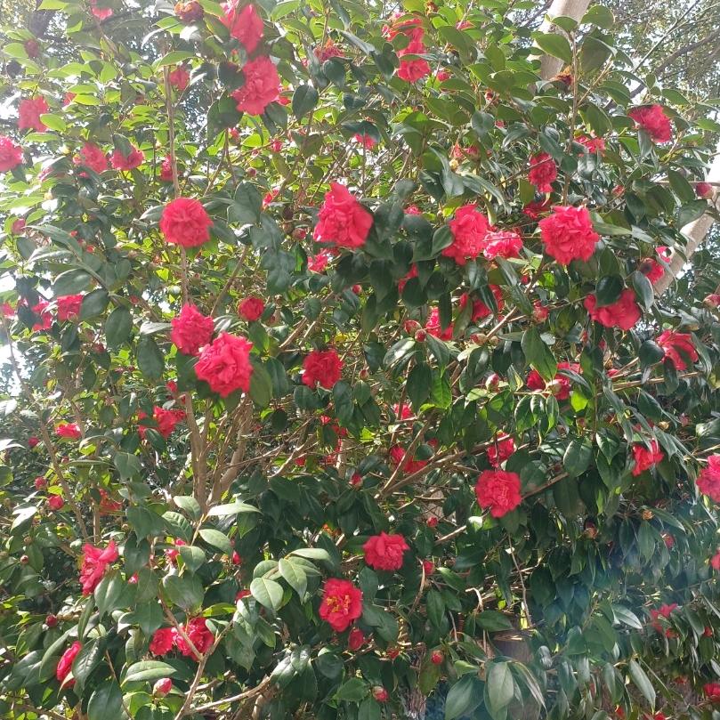 上犹立邦漆方水香