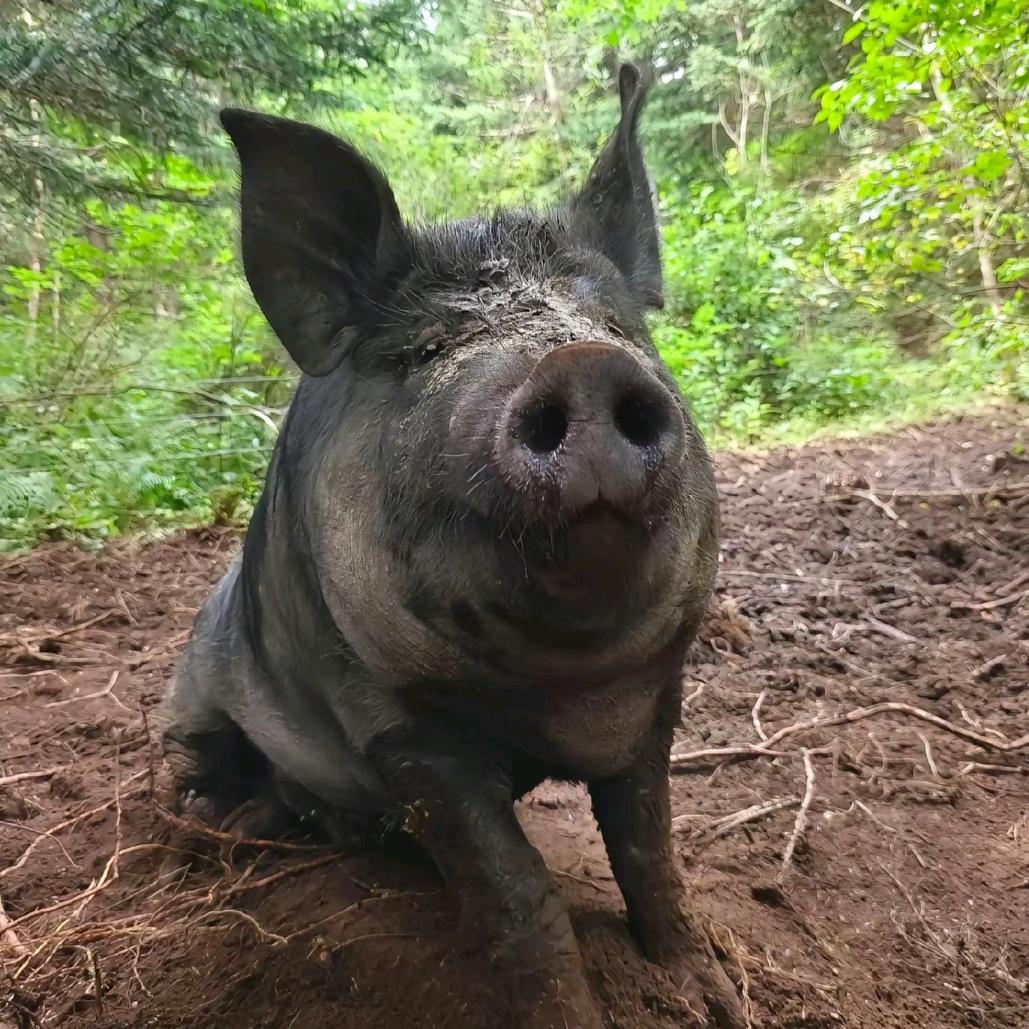 《猪将军连锁店》欢迎加盟，曾小贤