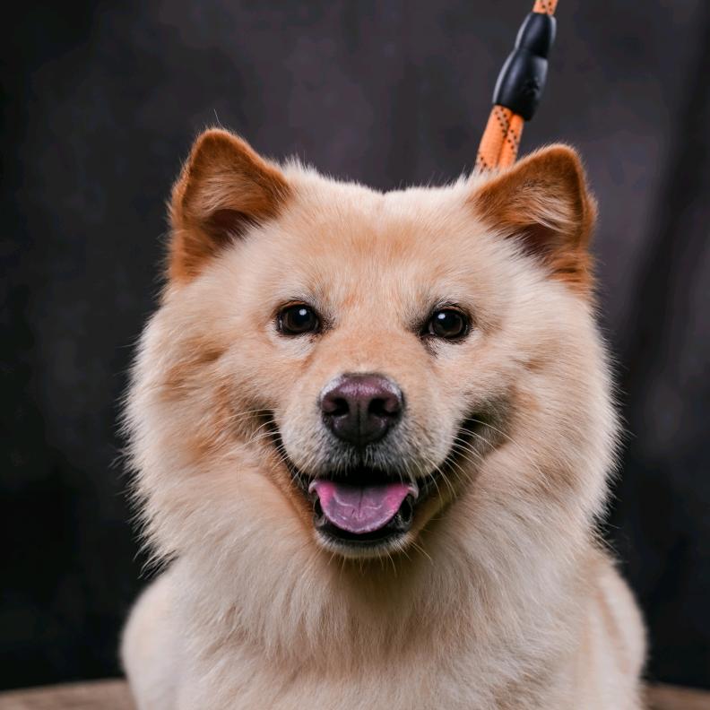 桂七是一只土松