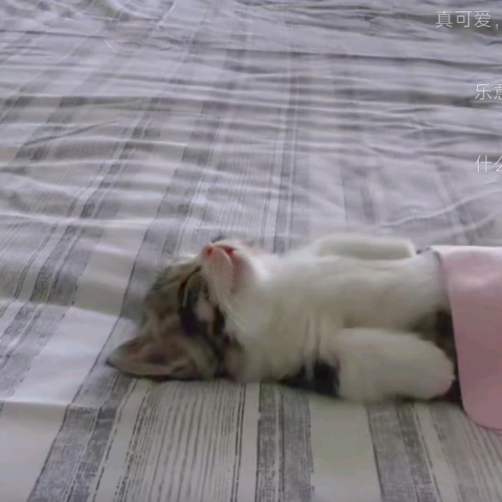 人类观察员