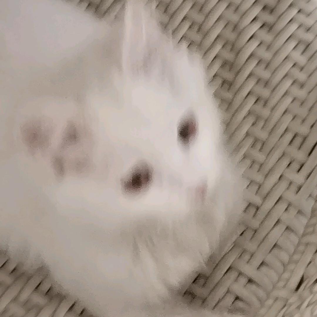 小熊