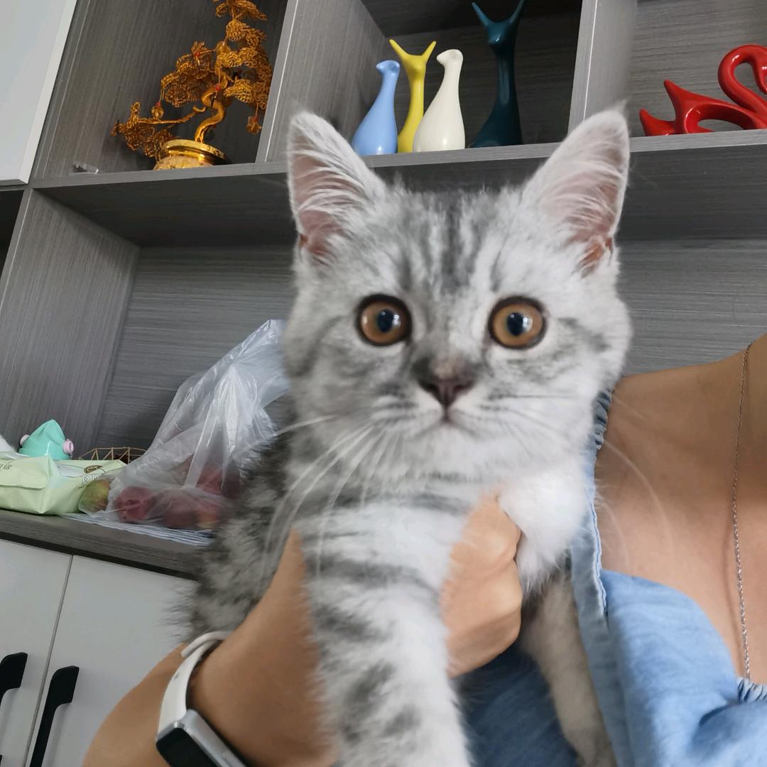 一口一个饼干🐱