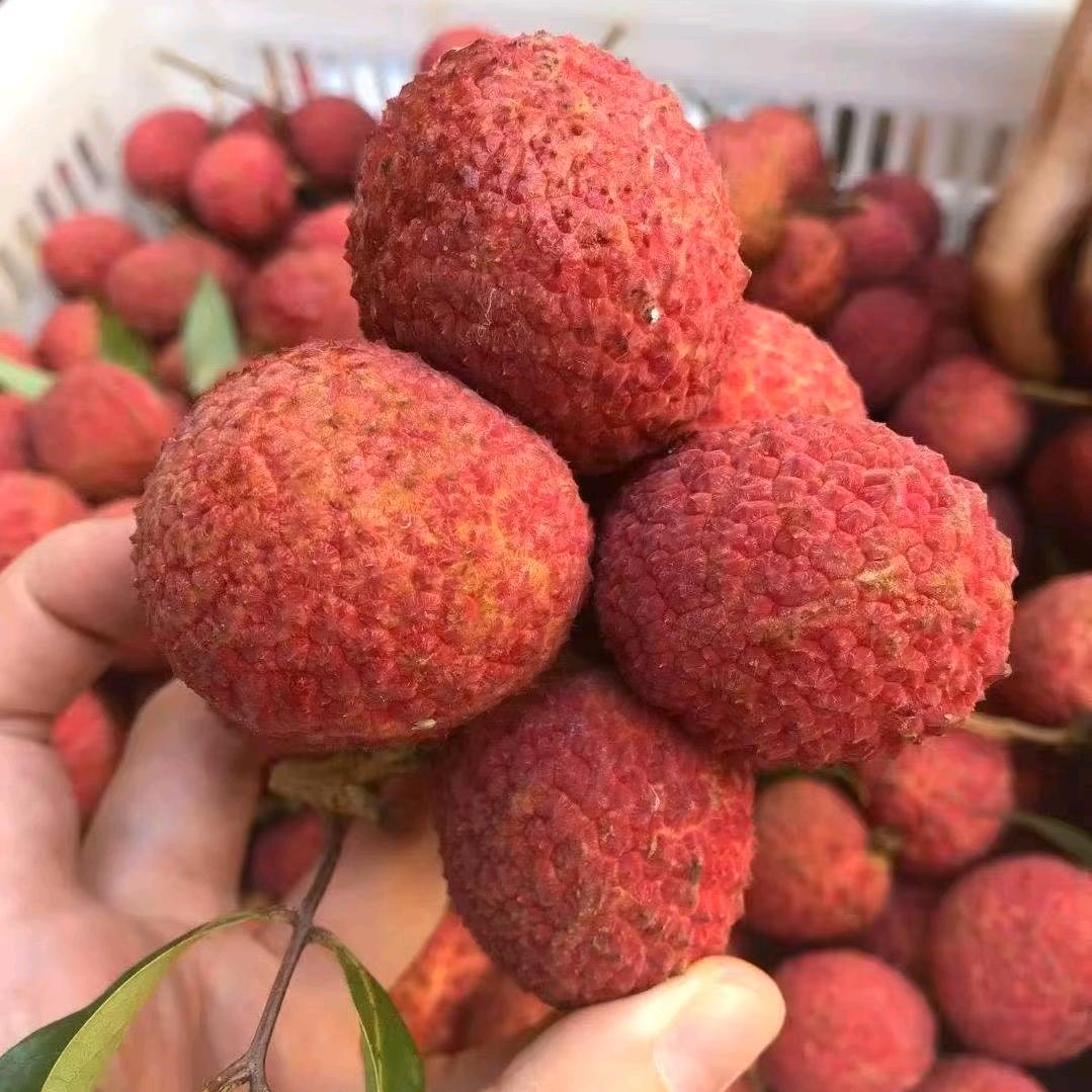 用甘蔗敲碎日寇脑壳