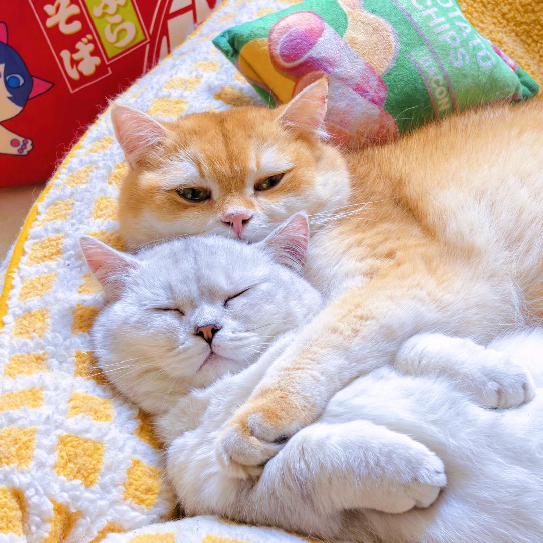 杨洋爱养猫