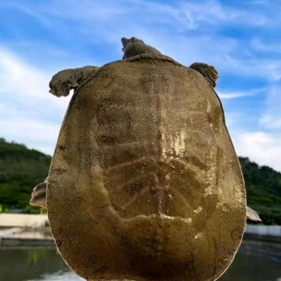 楚天湖生态甲鱼坊