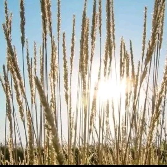 长安汽车南阳安福总店小胡