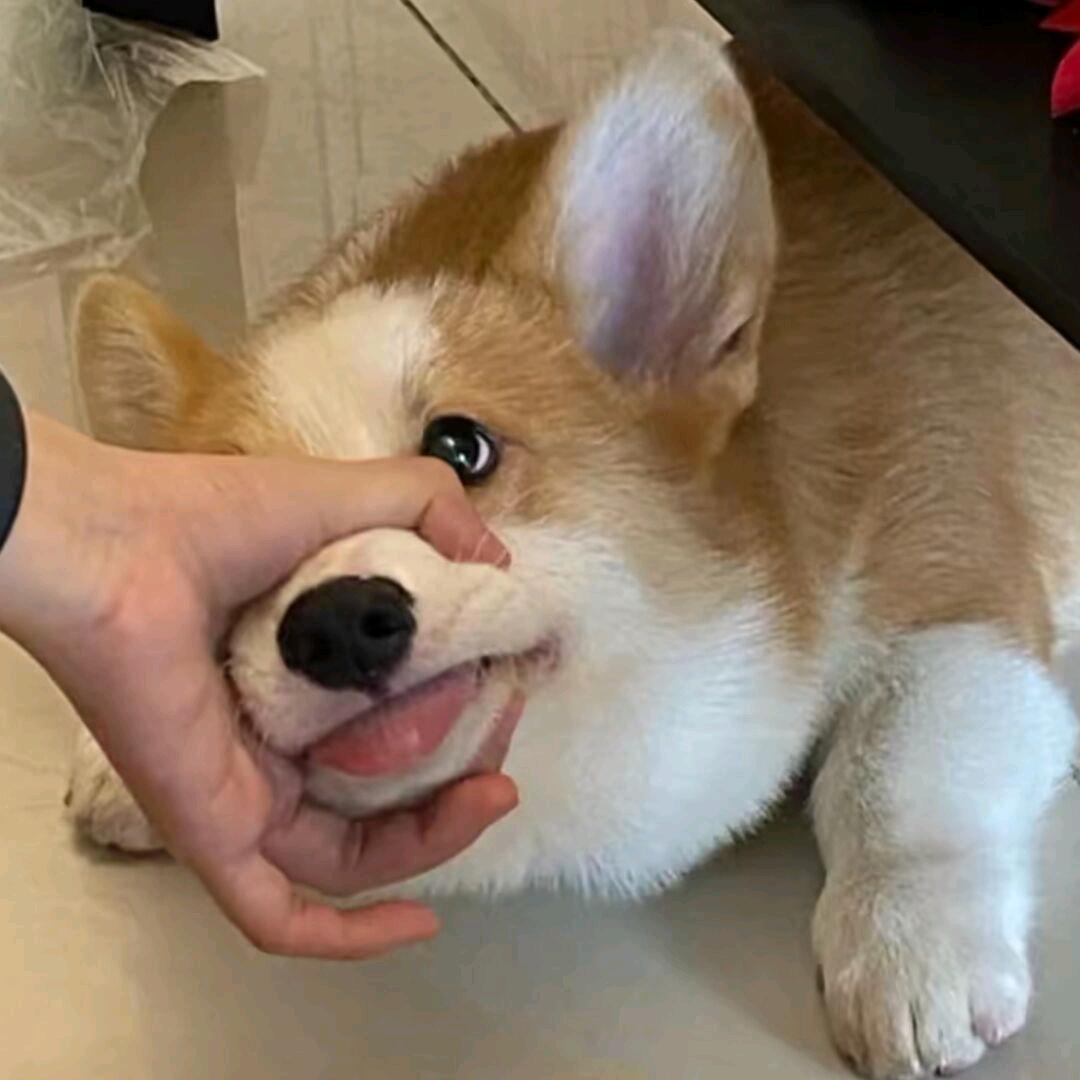 腿毛dd