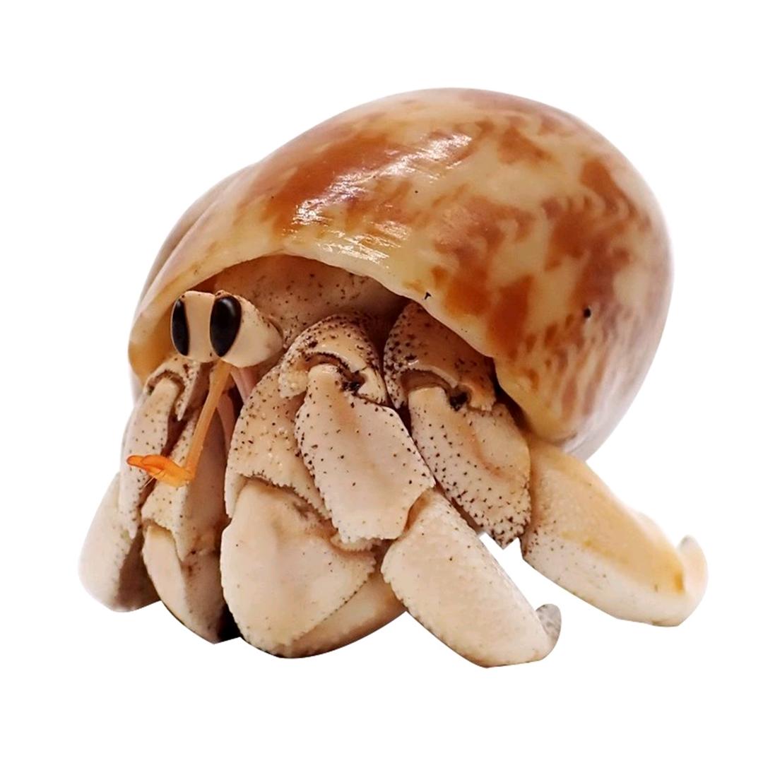 蟹老板和派大星
