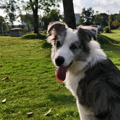 merle border collie