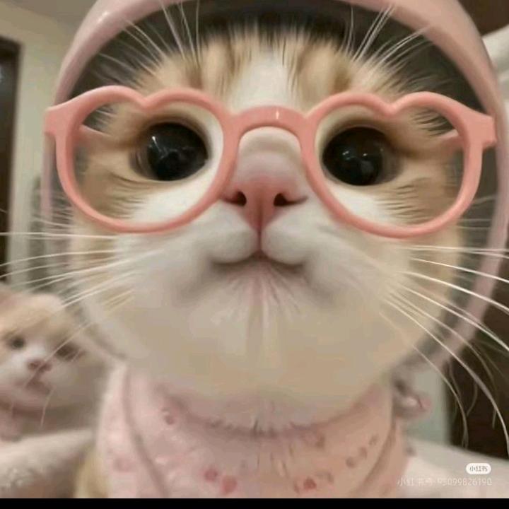 猫猫