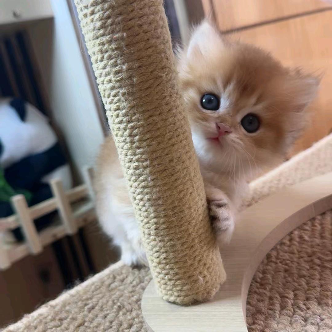 小萌喵🐱