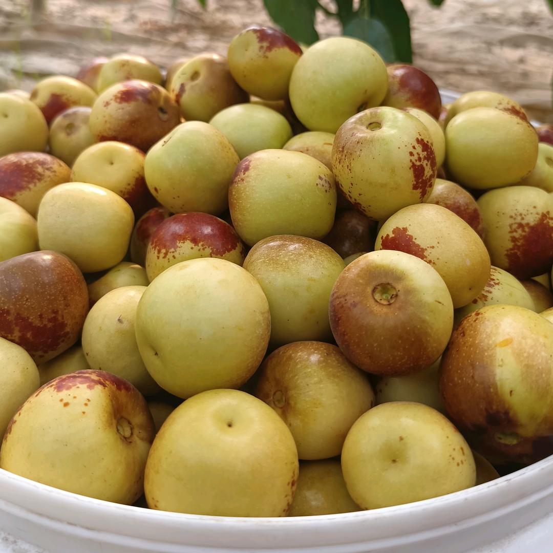 沾化冬枣代收代存