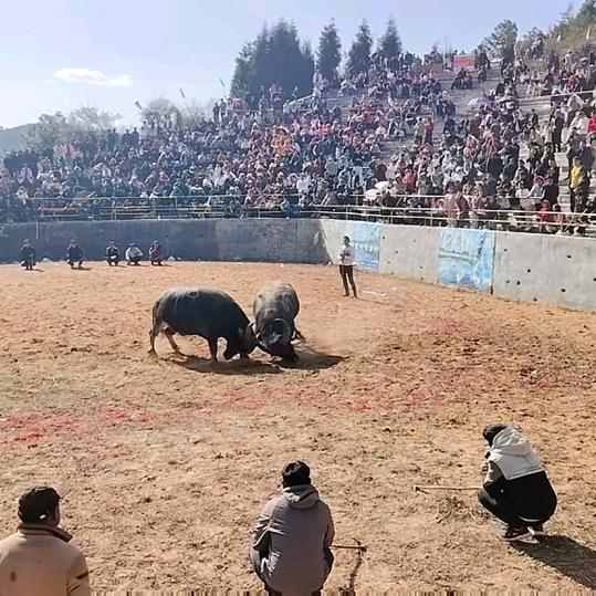 彝人谷长坡度假村官方号