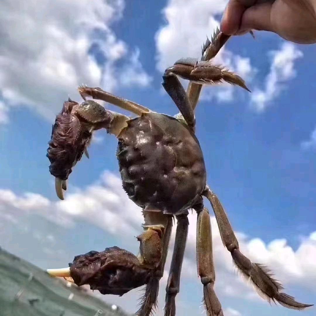 巴城大闸蟹批发部