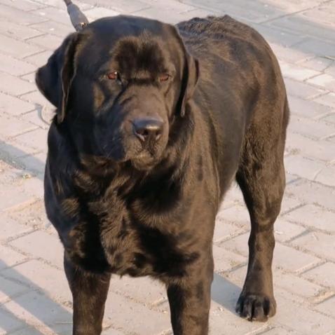 新河辉哥❤️拉布拉多