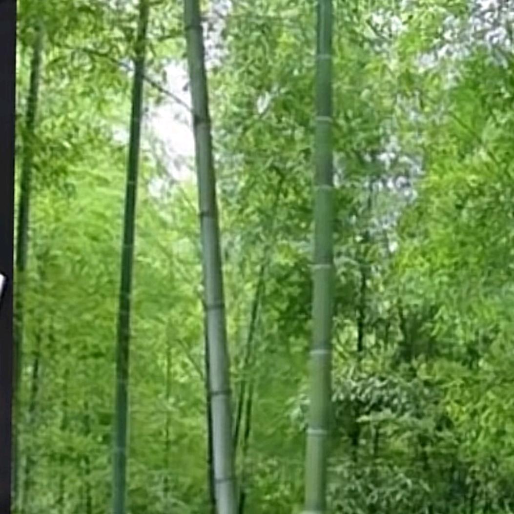 辉月胧明