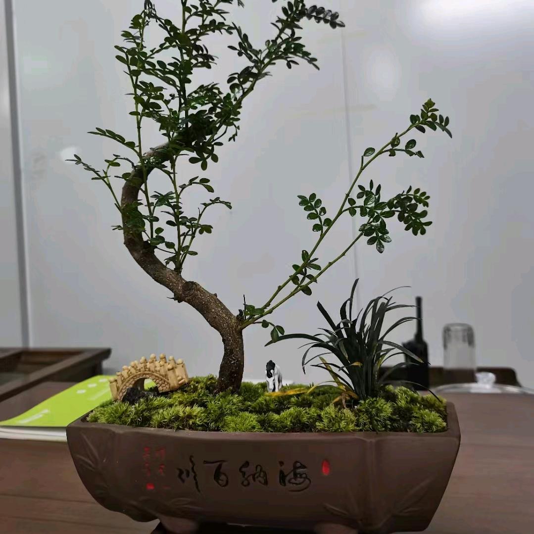 宝利金