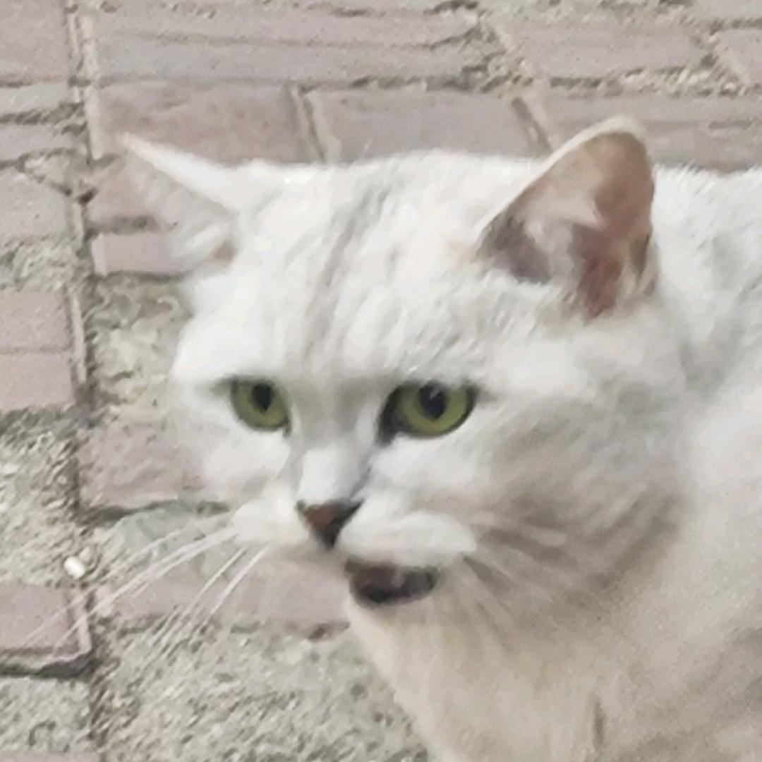 深夜民谣馆馆长