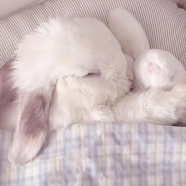 兔紫🐰