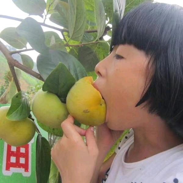 岭南果树苗木专营店