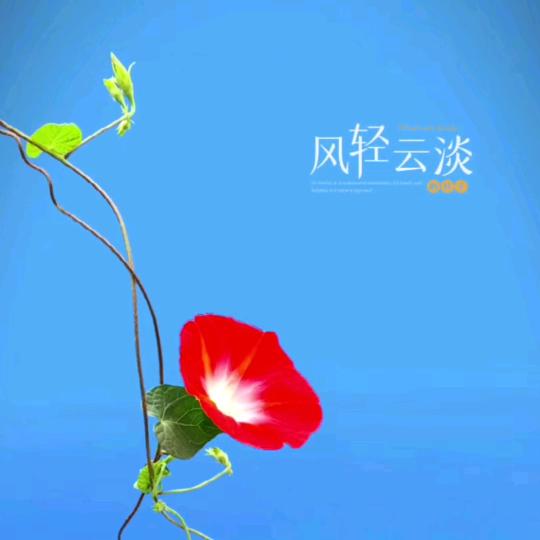 风轻云淡🍀