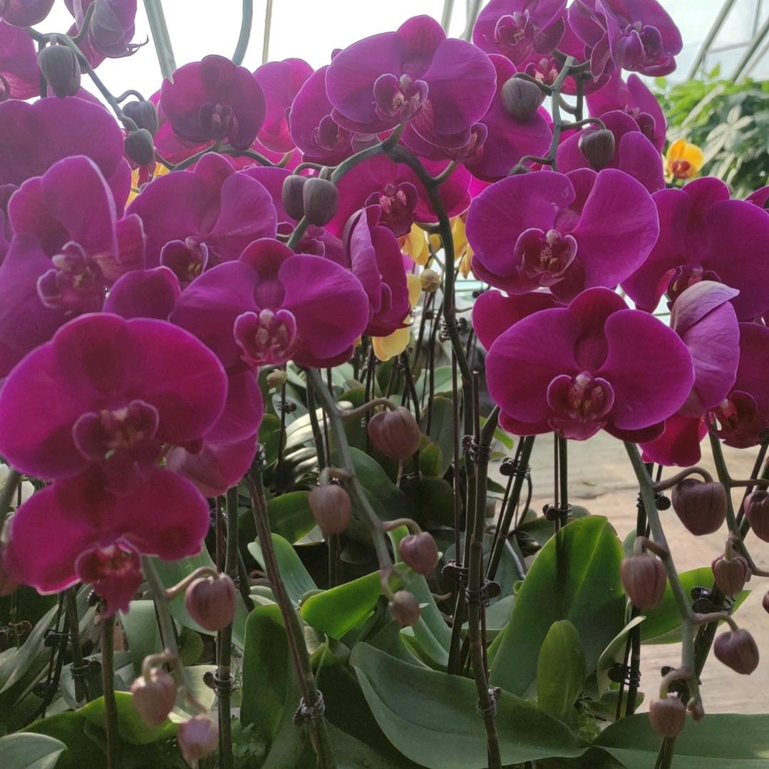 库尔勒汇金花卉