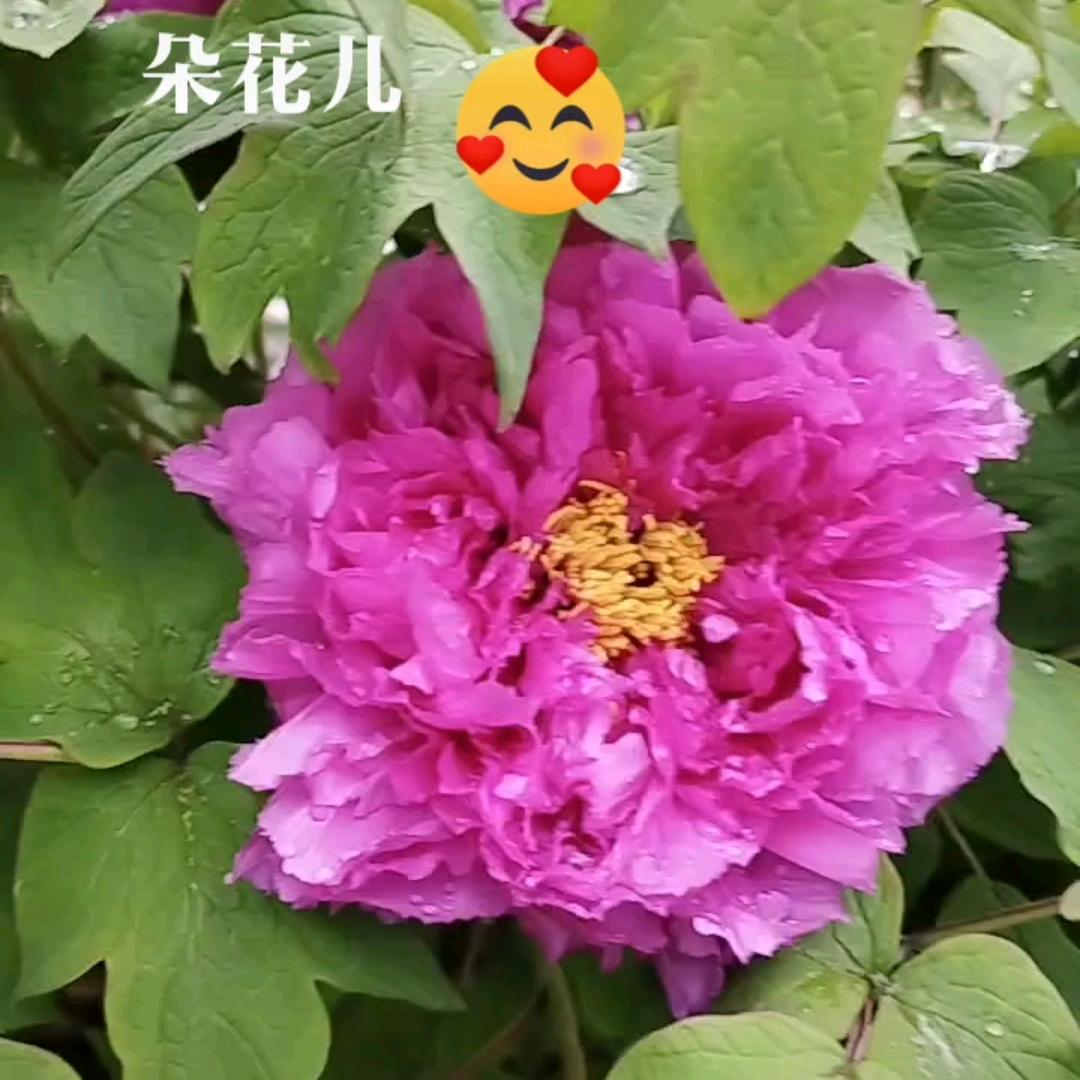 如偿所愿