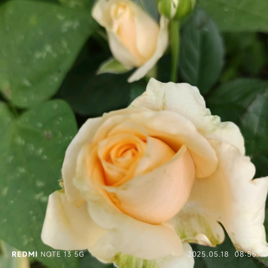 小陈妹（连赞拉黑。）