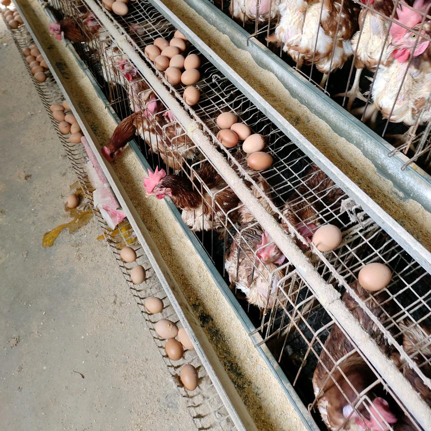 星睿养殖蛋鸡817
