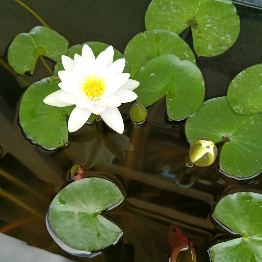 水木源