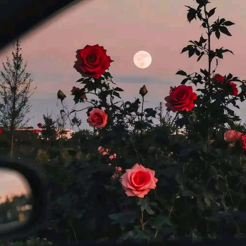 🥀