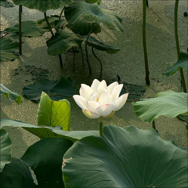 便是晴天