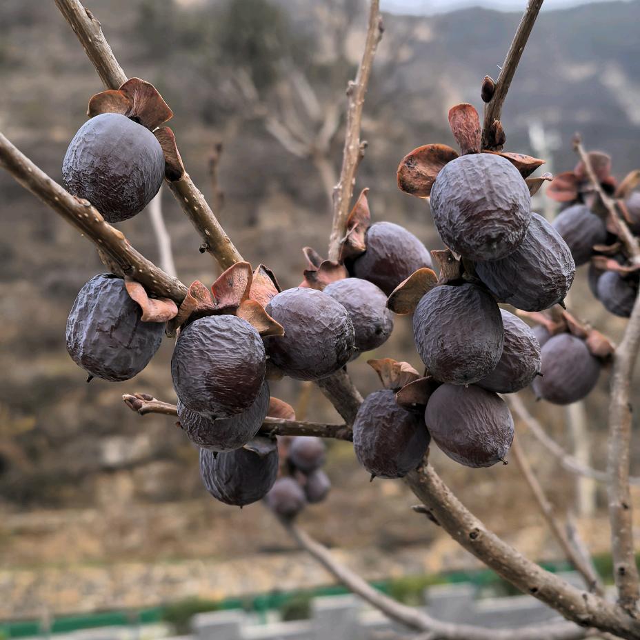 太行山无核黑枣