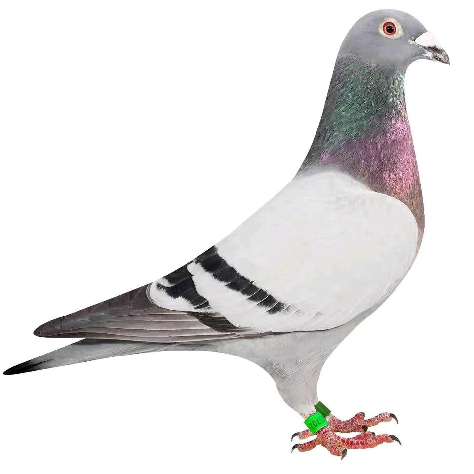 萱萱信鸽精选店