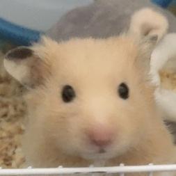 桥鸽