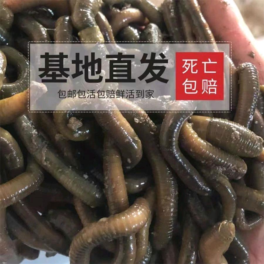 运东蚯蚓