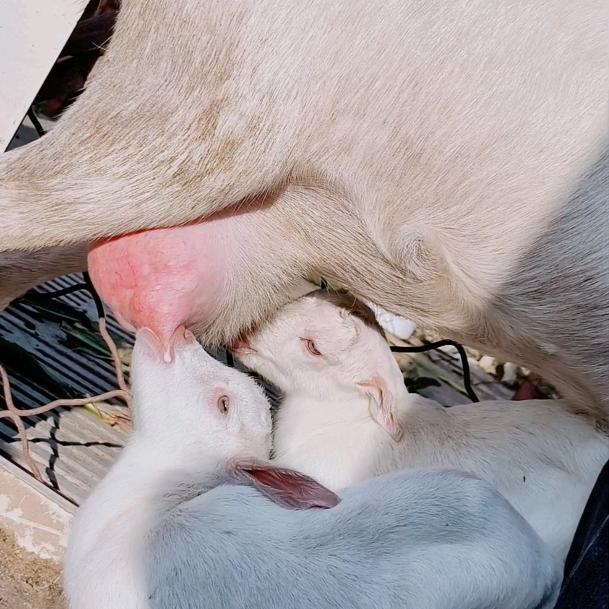 萨能奶山羊养殖厂♥常年岀信