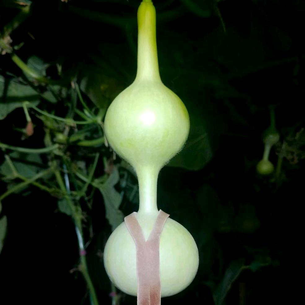 大蟀蝈三庭葫芦