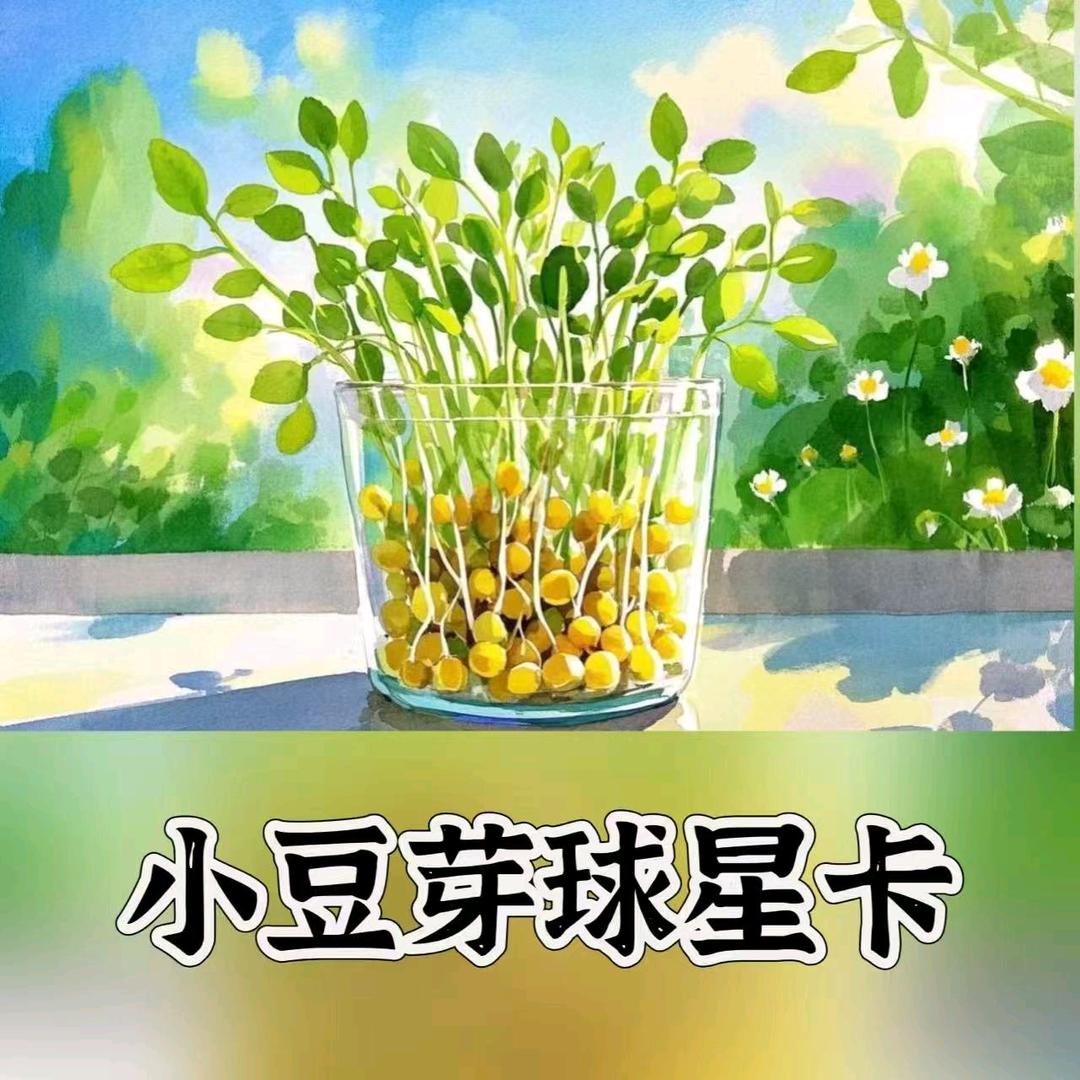 小豆芽球星卡社