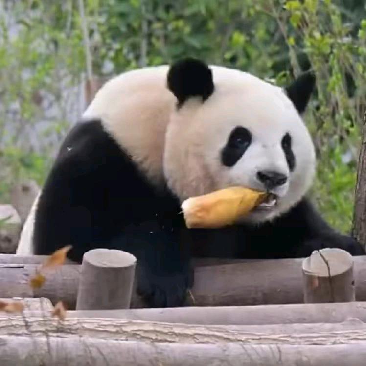 熊猫笑料放映厅