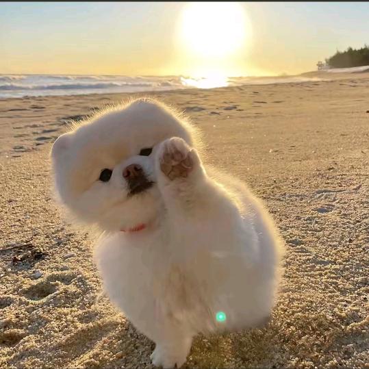 ✨奶包迷了鹿