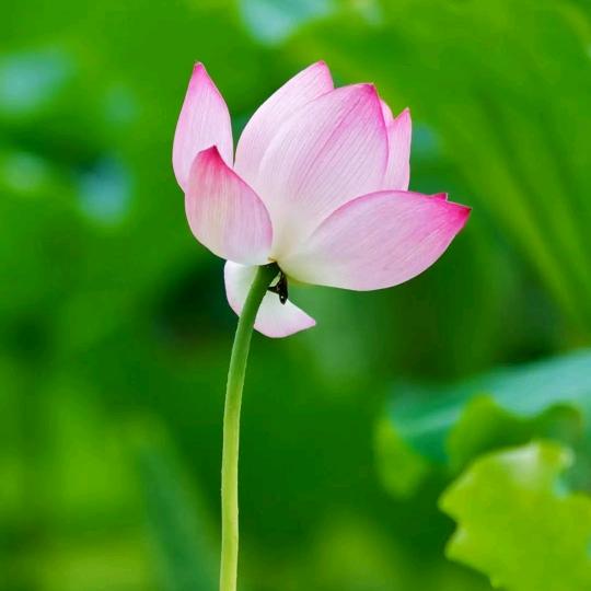 嫣然一笑🌹🌹🌹（回来了）